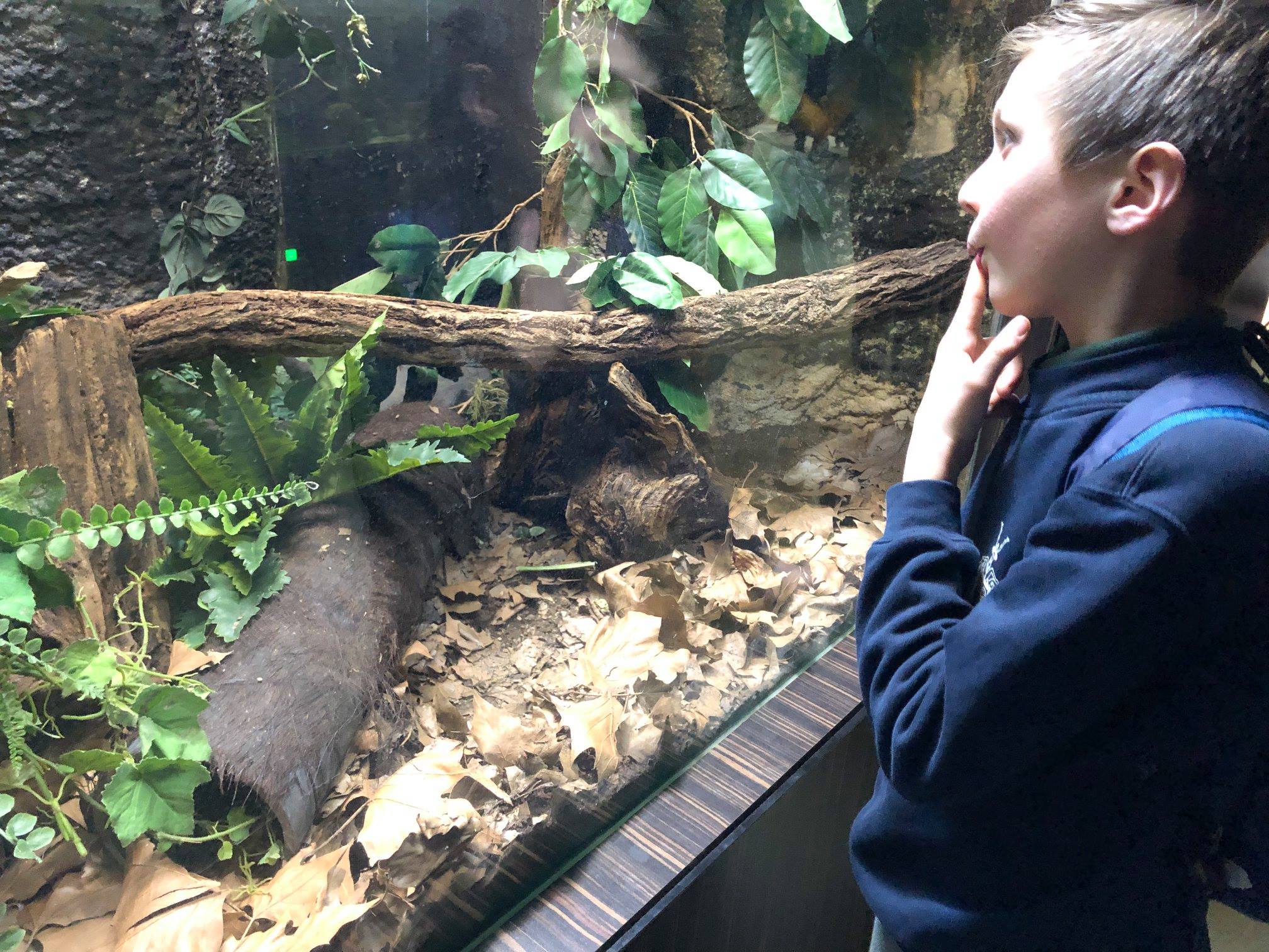 Sint-Martinus den XIIde - Zoo Antwerpen Kapoenen